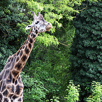 Buy canvas prints of giraffe in forest wildlife by goce risteski