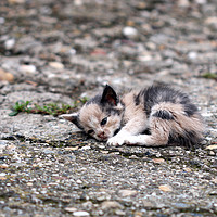 Buy canvas prints of abandoned kitten lying on the ground  by goce risteski