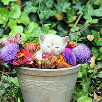 Buy canvas prints of cute kitten in a vase with flowers  by goce risteski