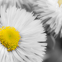 Buy canvas prints of Yellow Daisy Abstract Print by Dave Denby