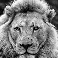 Buy canvas prints of Male Lion Full Face Portrait  by Dave Denby