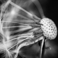Buy canvas prints of Dandelion Seed Head in Black and White by Dave Denby