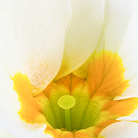 Buy canvas prints of Close up of White & Yellow Primula by Dave Denby