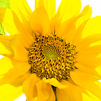 Buy canvas prints of Yellow Sunflower basking in the summer sunlight by Dave Denby