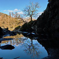 Buy canvas prints of Lone Tree at Rydal Cave  by David Tomlinson