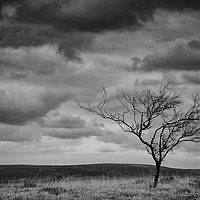 Buy canvas prints of The Lone Tree  by David Tomlinson