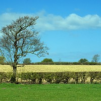 Buy canvas prints of Lonely Tree by Mark Fieldsend