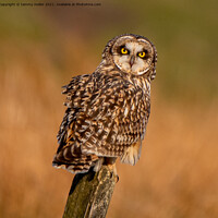 Buy canvas prints of Majestic Short Eared Owl by tammy mellor