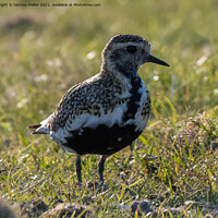 Buy canvas prints of Majestic Golden Plover in Staffordshire Moorlands by tammy mellor