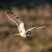 Buy canvas prints of Majestic Short Eared Owl Hunting by tammy mellor