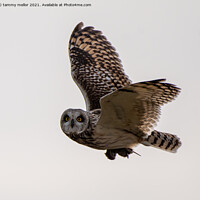 Buy canvas prints of Majestic Short Eared Owl in Flight by tammy mellor