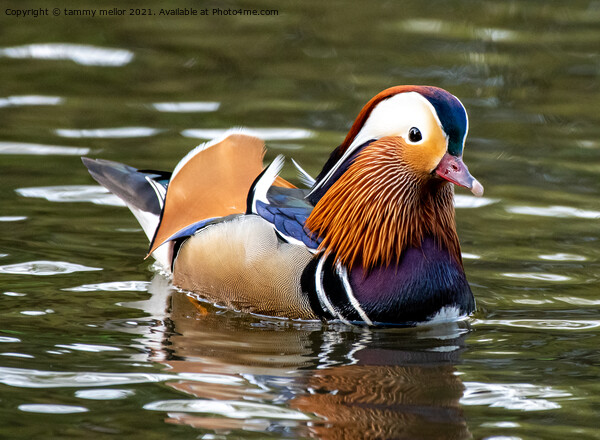 Majestic Mandarin Duck in Staffordshire Moorlands Picture Board by tammy mellor