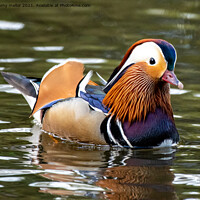Buy canvas prints of Majestic Mandarin Duck in Staffordshire Moorlands by tammy mellor