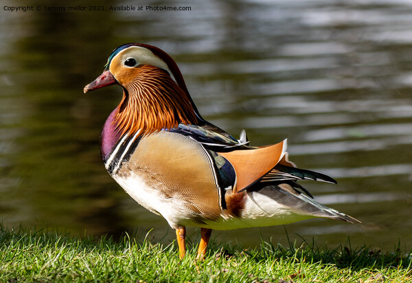 Majestic Mandarin Duck Picture Board by tammy mellor