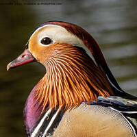 Buy canvas prints of Majestic Mandarin Duck by tammy mellor