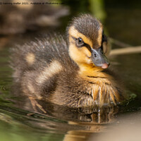 Buy canvas prints of Adorable Duckling Swimming in the Wild by tammy mellor