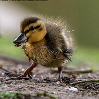 Buy canvas prints of Curious Duckling Explores by tammy mellor