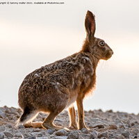 Buy canvas prints of Majestic March Hare by tammy mellor