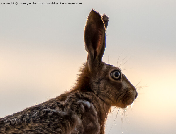 Majestic Hare in the Staffordshire Moorlands Picture Board by tammy mellor