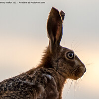 Buy canvas prints of Majestic Hare in the Staffordshire Moorlands by tammy mellor