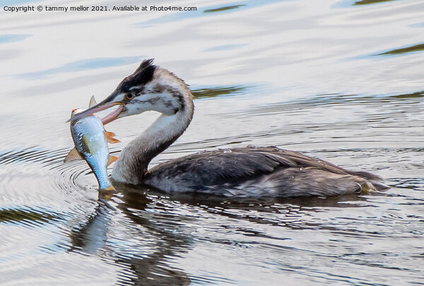 Majestic Great Crested Grebe with Fresh Catch Picture Board by tammy mellor