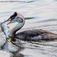 Buy canvas prints of Majestic Great Crested Grebe with Fresh Catch by tammy mellor