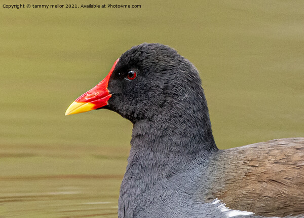 Majestic Moorhen on the moorlands Picture Board by tammy mellor