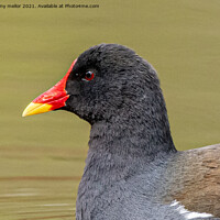 Buy canvas prints of Majestic Moorhen on the moorlands by tammy mellor