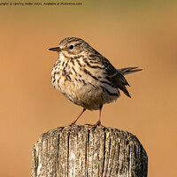 Buy canvas prints of Majestic Meadow Pipit by tammy mellor
