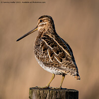 Buy canvas prints of Majestic Moorland Snipe by tammy mellor