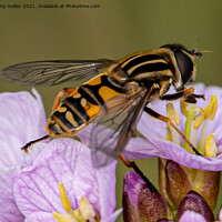 Buy canvas prints of Natures Busy Pollinators by tammy mellor