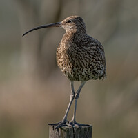 Buy canvas prints of Majestic Moorland Curlew by tammy mellor