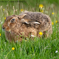 Buy canvas prints of Majestic Hare on Staffordshire Moorlands by tammy mellor