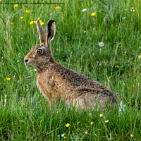 Buy canvas prints of Majestic Hare in the Serene Moorlands by tammy mellor