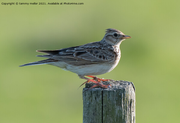 Majestic Skylark Sings Its Heart Out Picture Board by tammy mellor
