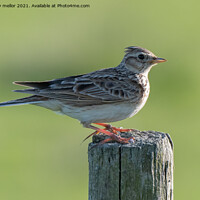 Buy canvas prints of Majestic Skylark Sings Its Heart Out by tammy mellor