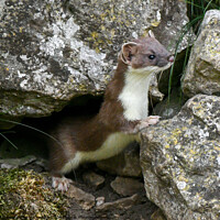Buy canvas prints of The Sneaky Stoat by tammy mellor