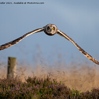 Buy canvas prints of Majestic Flight of the ShortEared Owl by tammy mellor