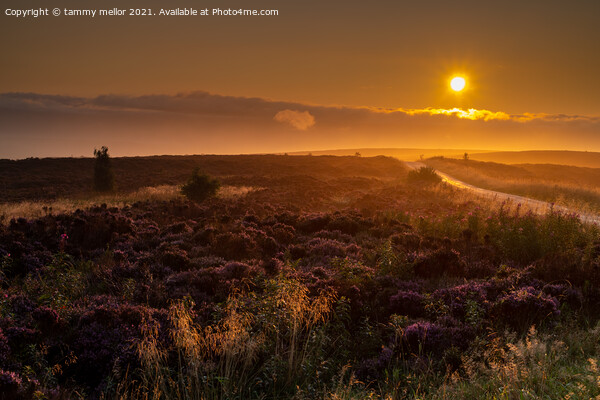 Majestic Sunrise over Staffordshire Moors Picture Board by tammy mellor