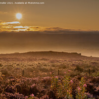 Buy canvas prints of Serene Sunrise Over Heather by tammy mellor