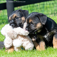 Buy canvas prints of Playful Border Terrier Puppies Soaking Up the Sun by tammy mellor