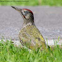 Buy canvas prints of Majestic Green Woodpecker by tammy mellor