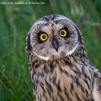Buy canvas prints of Majestic Staffordshire Moorland Owl by tammy mellor