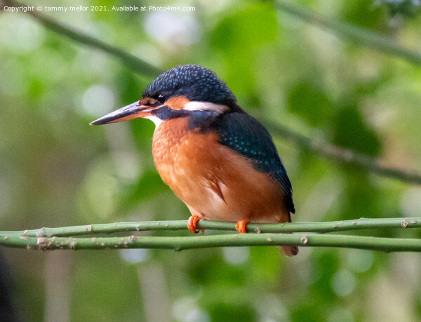Majestic Female Kingfisher Picture Board by tammy mellor