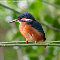 Buy canvas prints of Majestic Female Kingfisher by tammy mellor