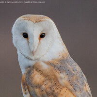 Buy canvas prints of Majestic Barn Owl Portrait by tammy mellor