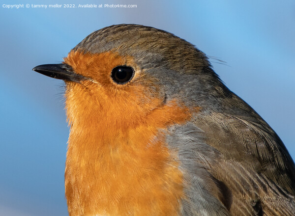Majestic Robin in Nature Picture Board by tammy mellor