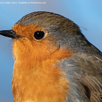 Buy canvas prints of Majestic Robin in Nature by tammy mellor
