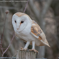 Buy canvas prints of Majestic Barn Owl Perched on a Post by tammy mellor