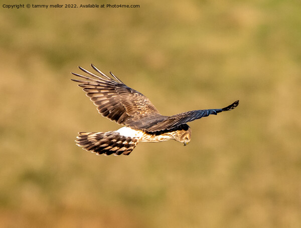 Majestic Hen Harrier Soars Over Wild Moors Picture Board by tammy mellor